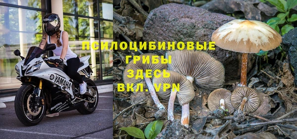 индика Новокубанск